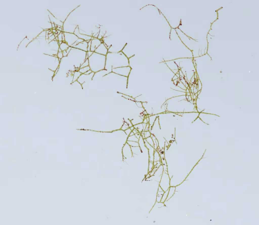Appalachian trichomanes, photo 2 of 5