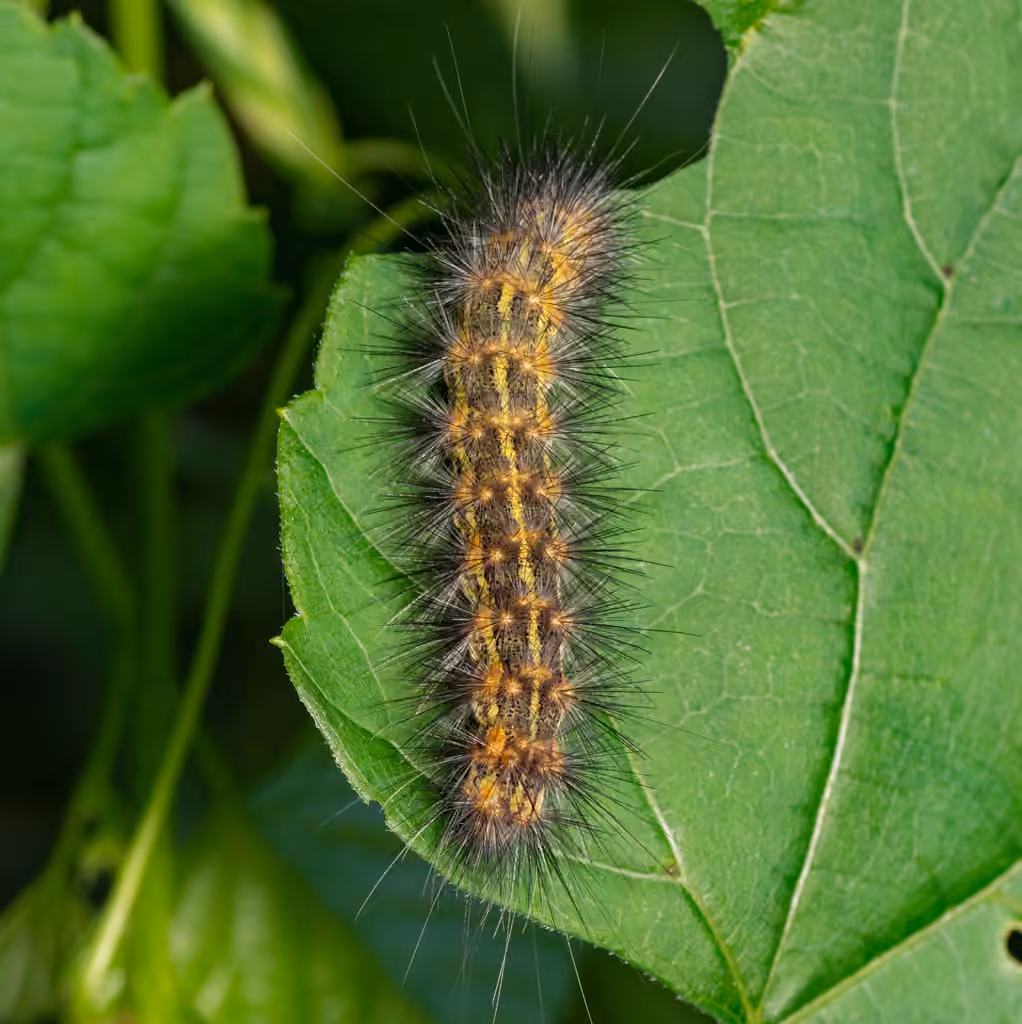 Chenille des marais salants, Chenille