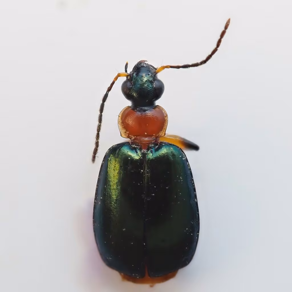 Green-winged Lebia, photo 3 of 5