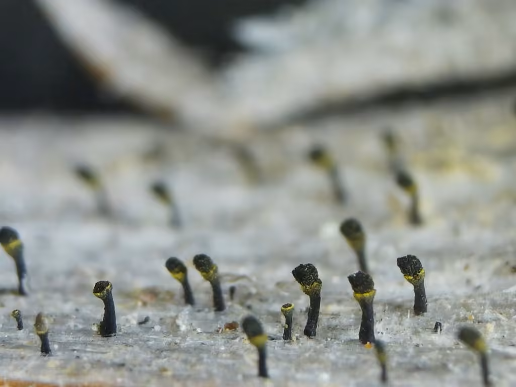 Calice à collet jaune