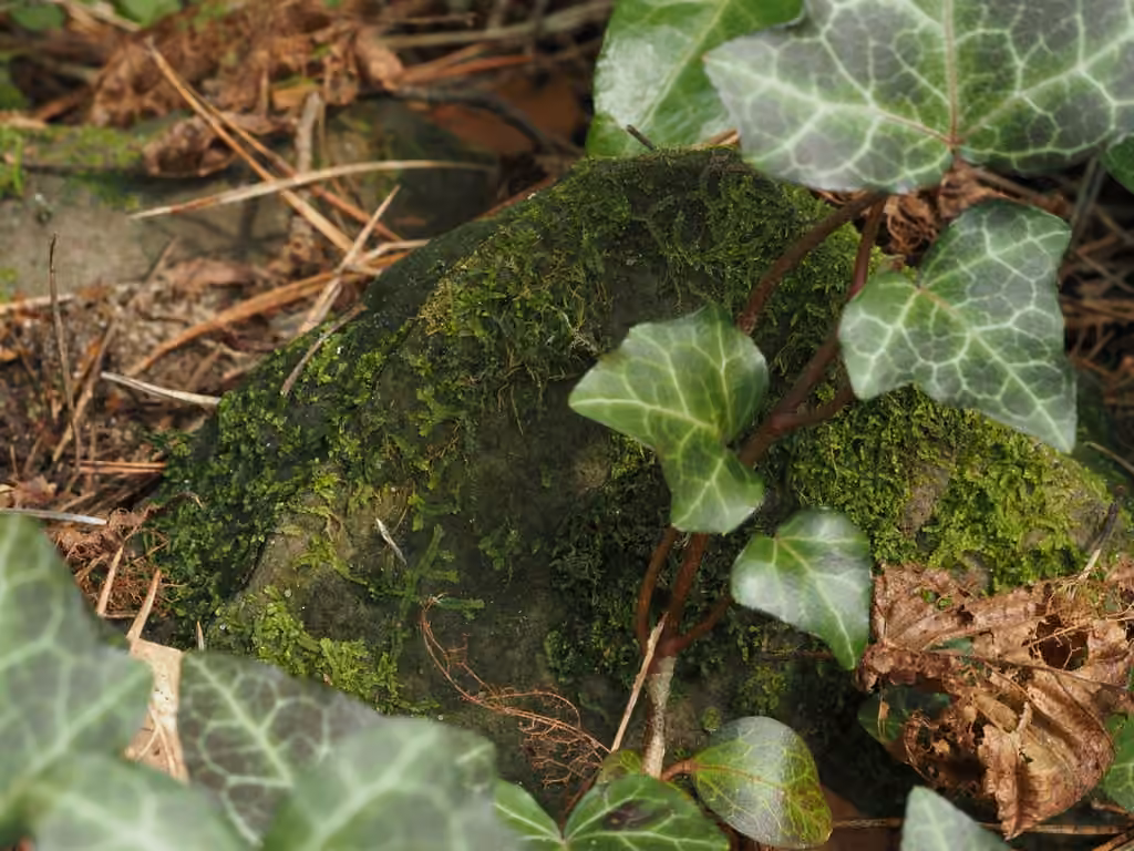Variable-leaved Crestwort, photo 2 of 5