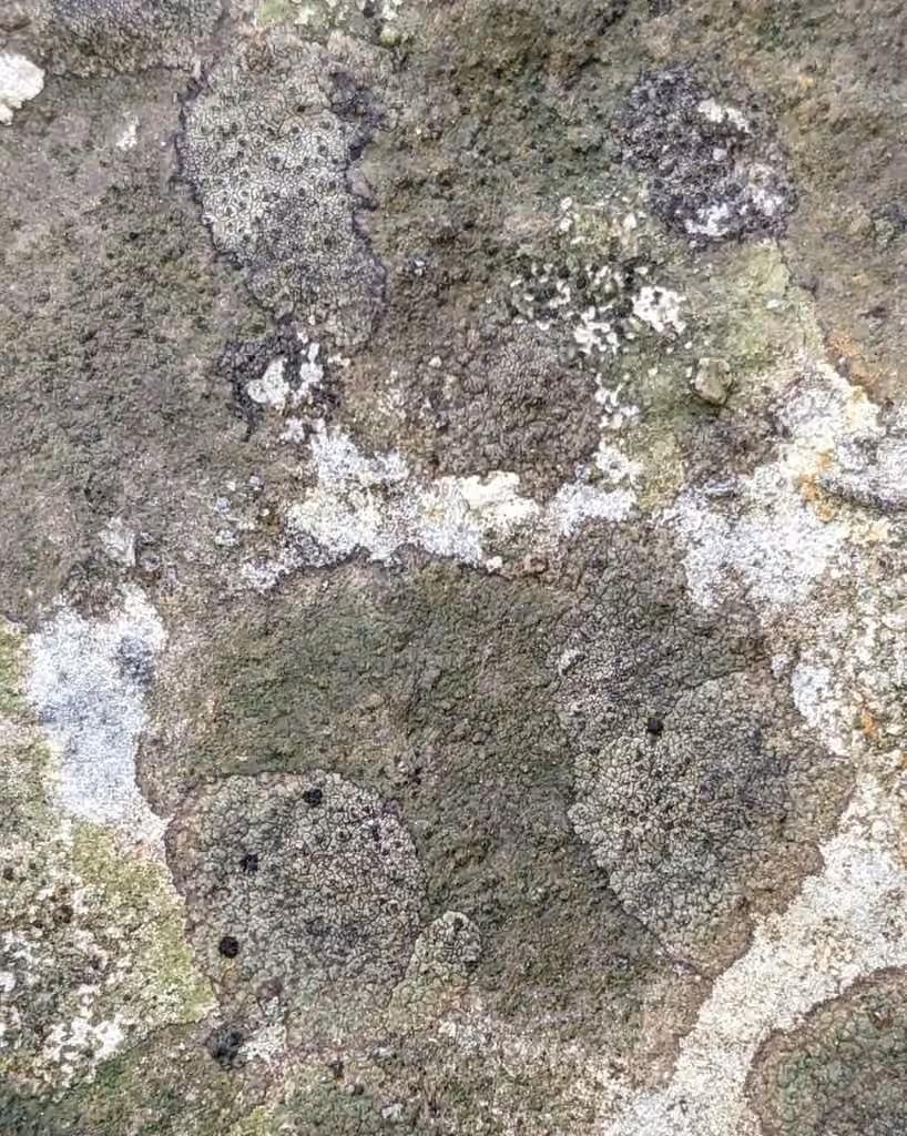 Rock Pimple, photo 3 of 5