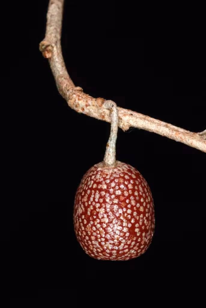 Autumn olive, In fruit