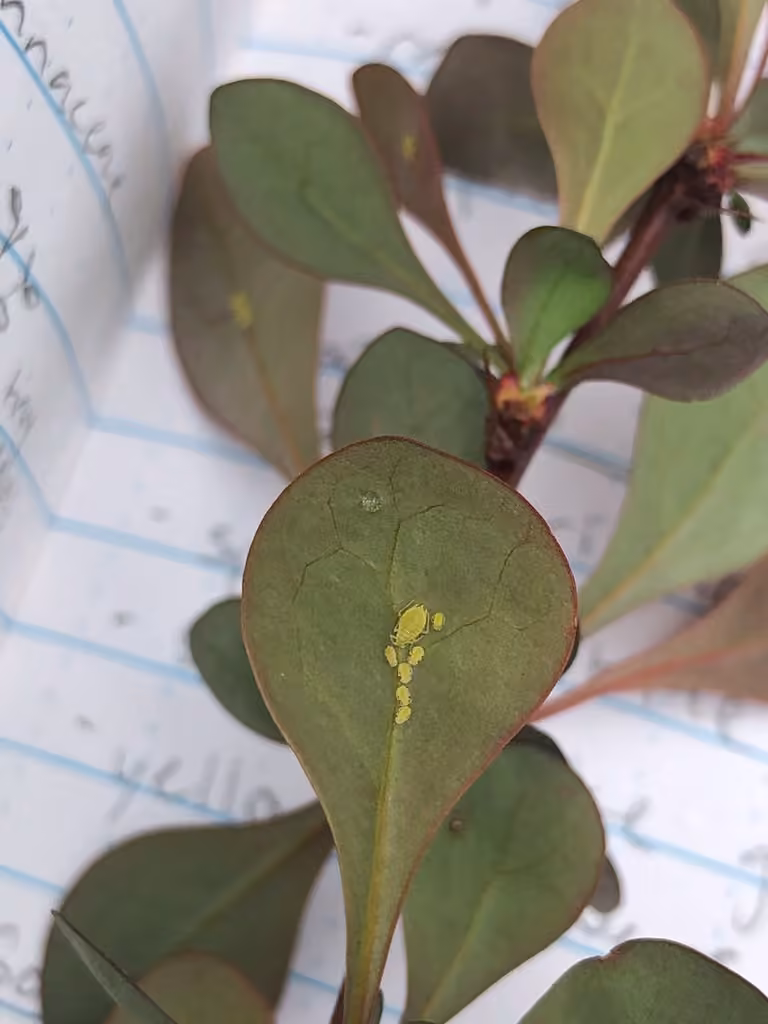 Barberry aphid, Adult