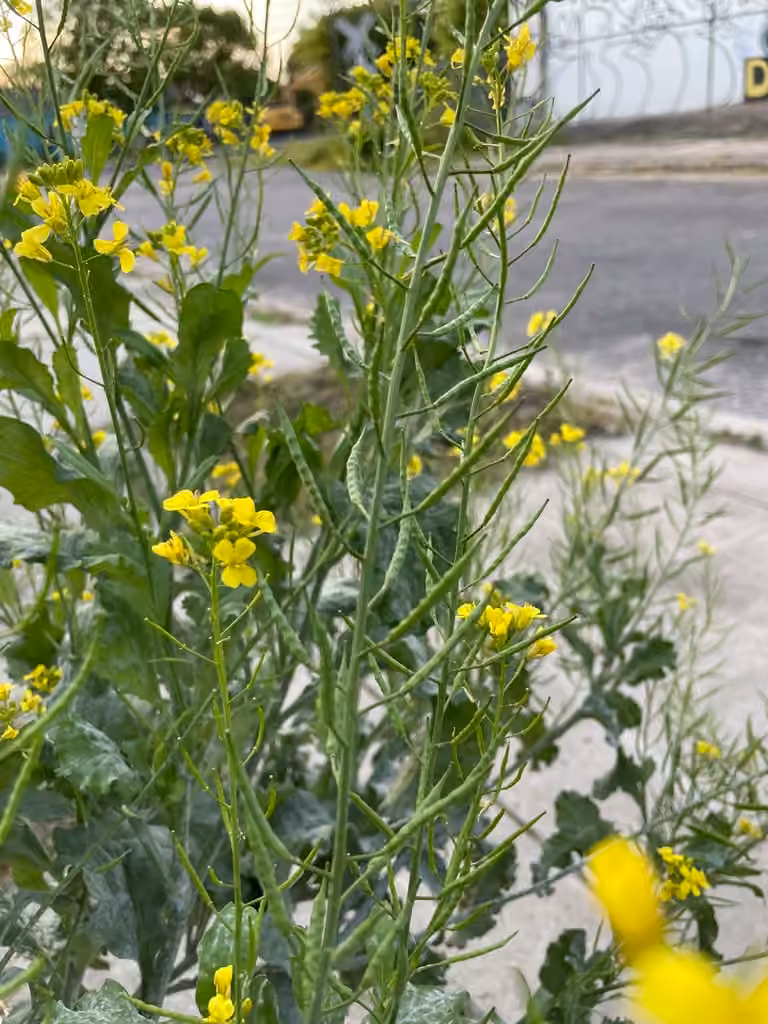 India mustard, In flower