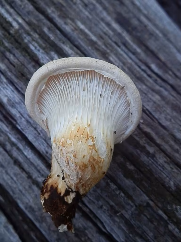 Pleurote du chêne, photo 2 sur 5
