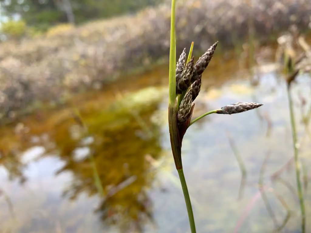 Tall cottongrass, In flower
