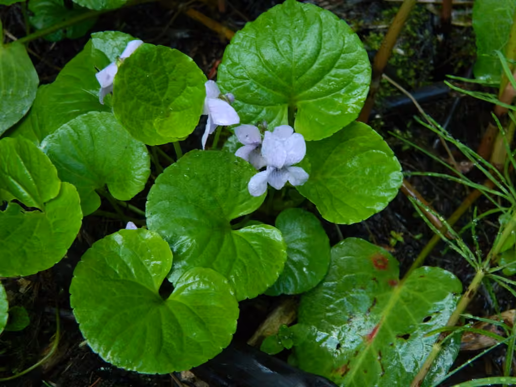 Marsh violet, photo 1 of 5