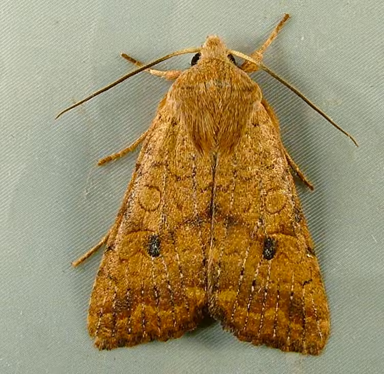 Bicolored Sallow, photo 3 sur 5