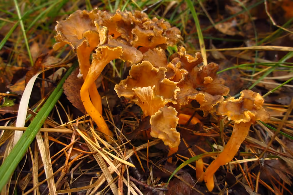 Golden Chanterelle, photo 3 of 5