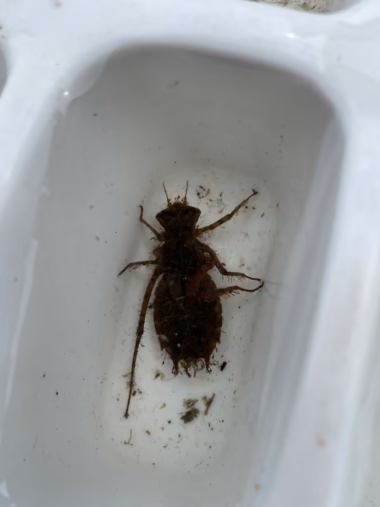 Épithèque Épineuse, Nymphe
