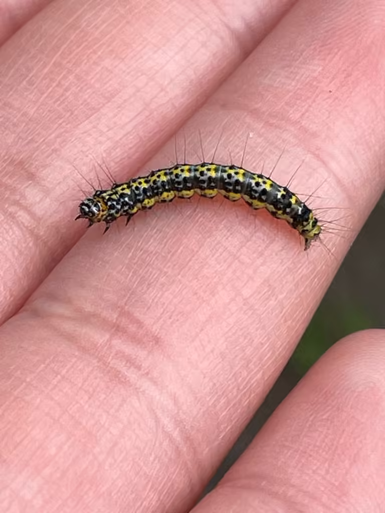 Zeller's Ethmia Moth, photo 3 of 5
