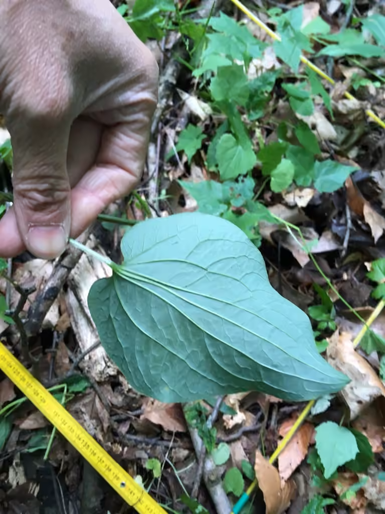 Smilax herbacé, photo 3 sur 5