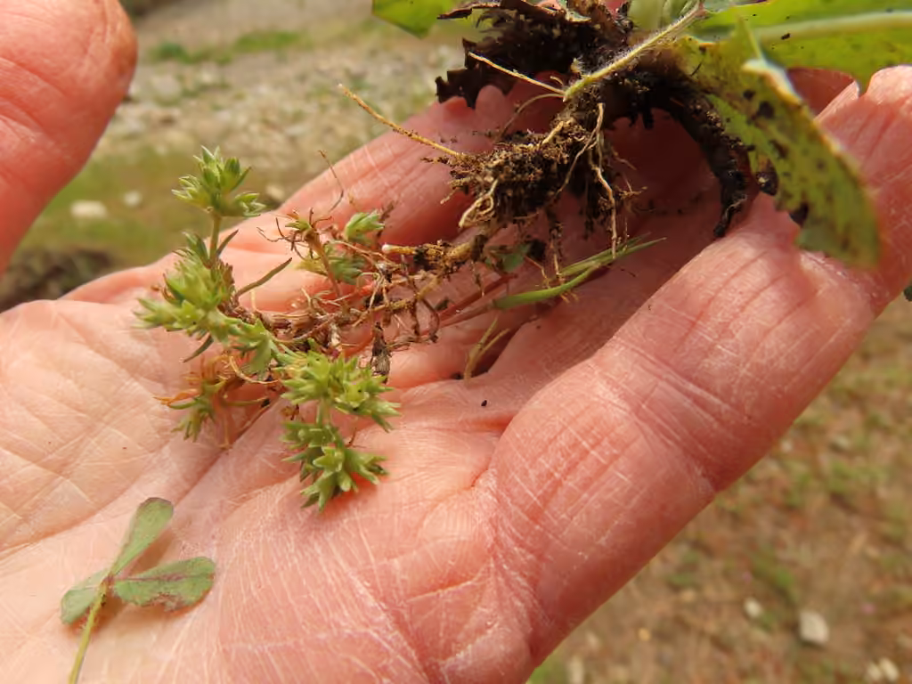 German knotgrass, In fruit