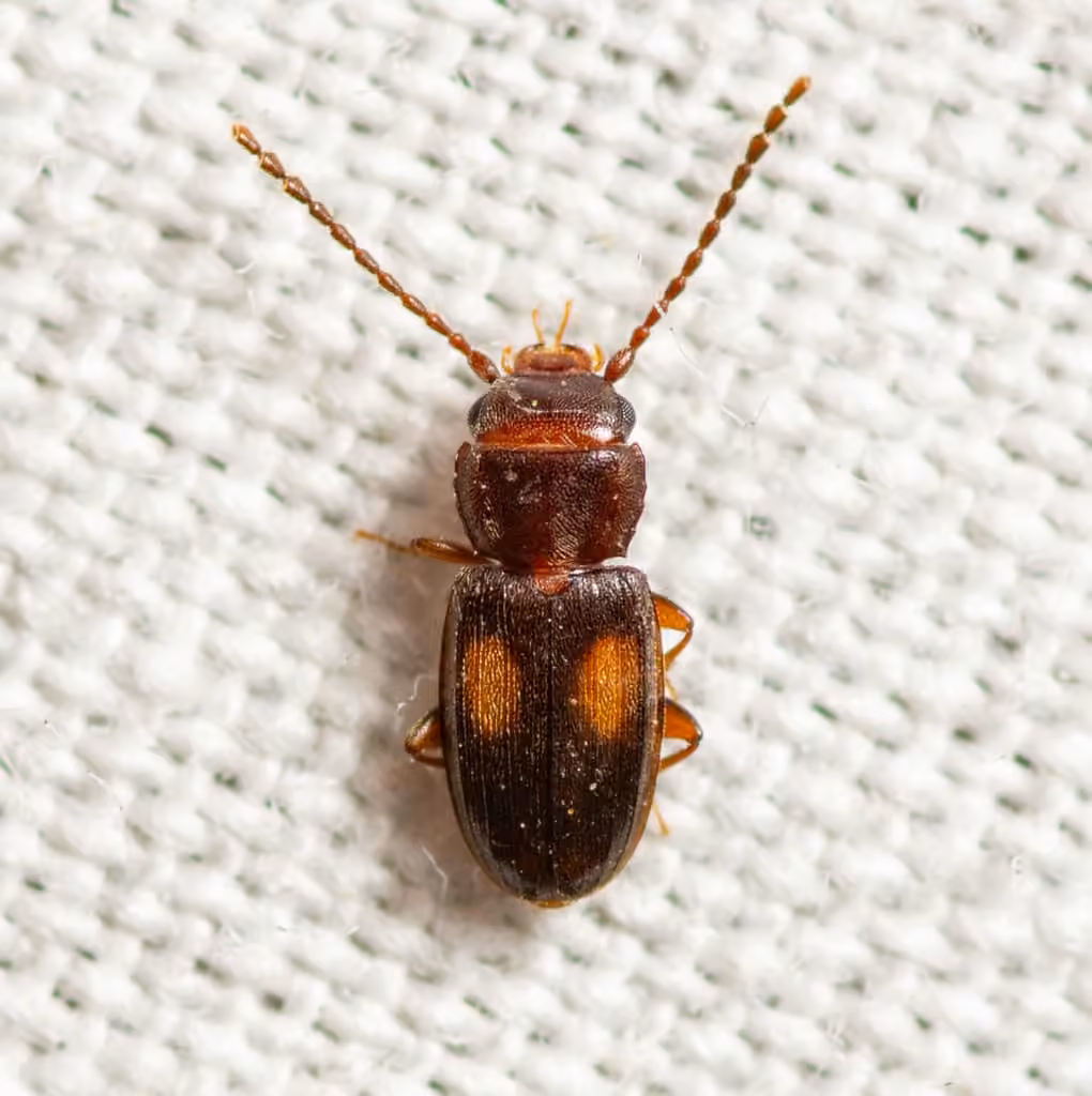 Two-spotted Flat Bark Beetle, photo 3 of 5