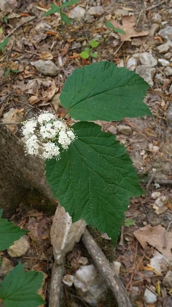 Viorne à feuilles d'érable, En fleurs