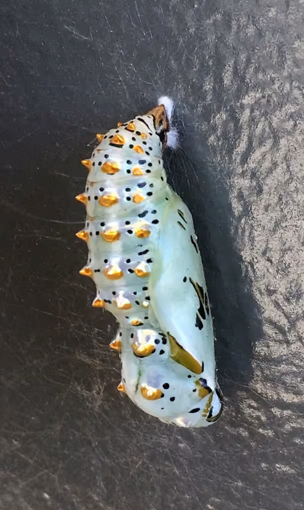 Variegated Fritillary, Pupa