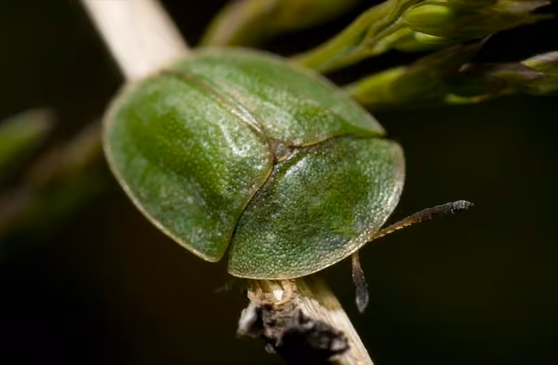 Thistle Tortoise Beetle