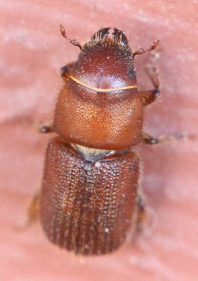 Dendroctone rouge de l'épinette, photo 3 sur 5