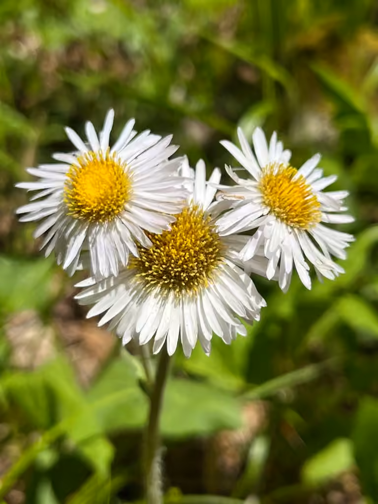 Robin's plantain, photo 1 of 5