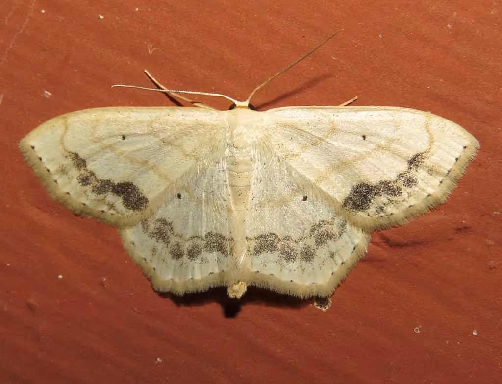Large Lace-border Moth