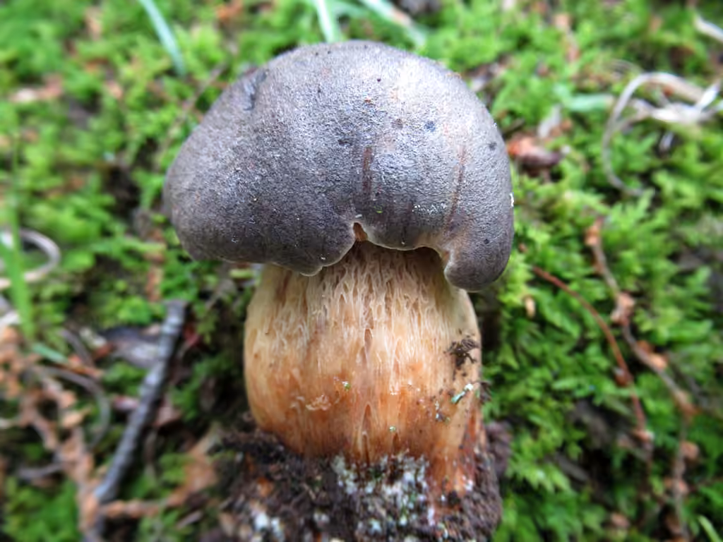 Bolet gris, photo 3 sur 5