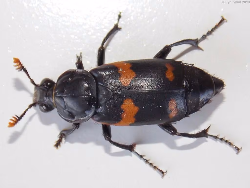 Nécrophore à pattes recourbées