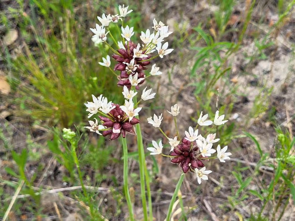 Meadow garlic