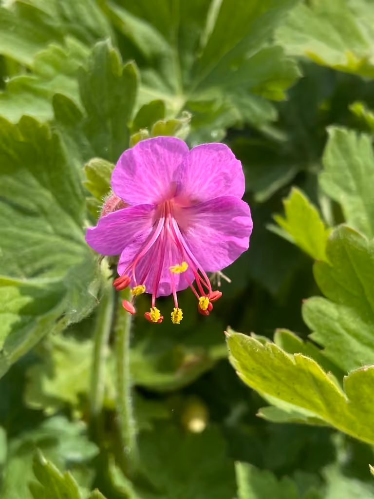 Geranium a gros rhizome, photo 1 sur 5