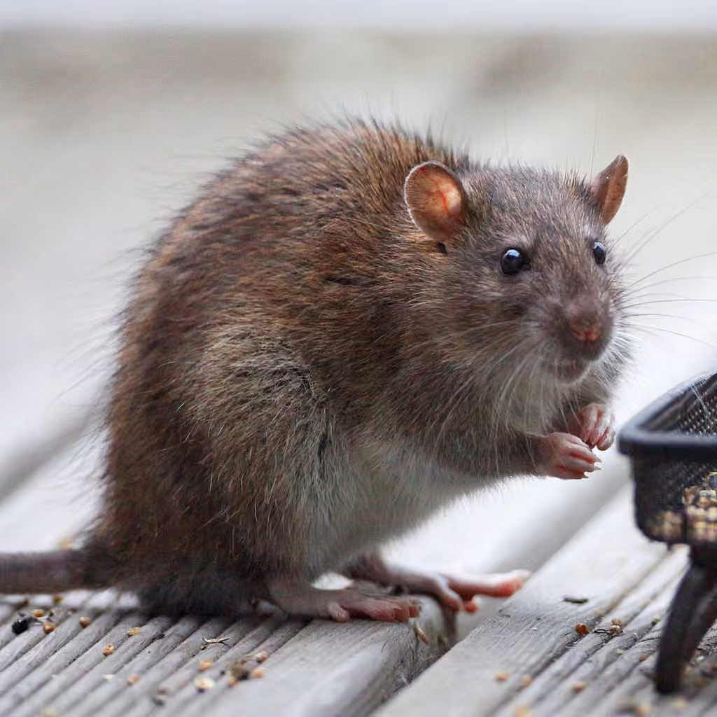 Rat surmulot, photo 1 sur 5