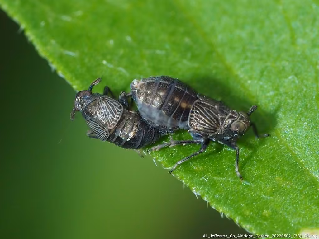 Pissonotus brunneus, Nymphe