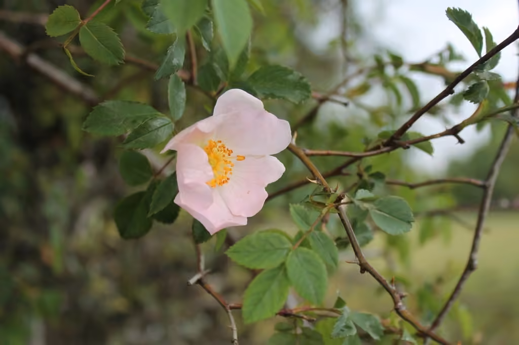 Rosier des chiens, En fleurs