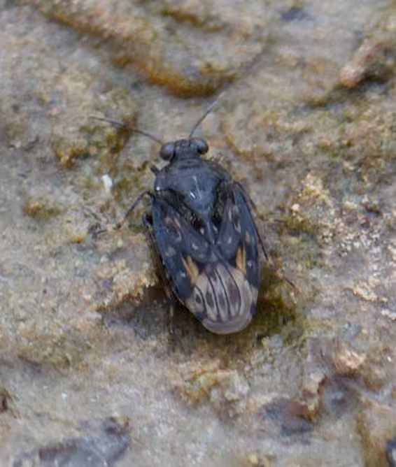 pale shore bug, photo 3 of 5