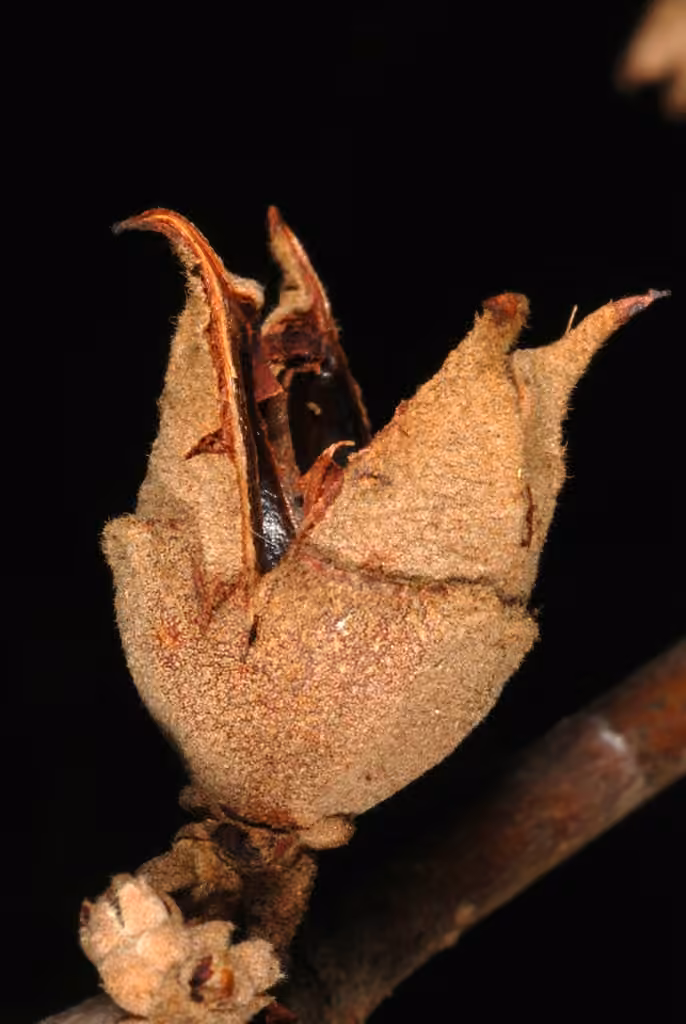 Hamamélis de Virginie, En fleurs