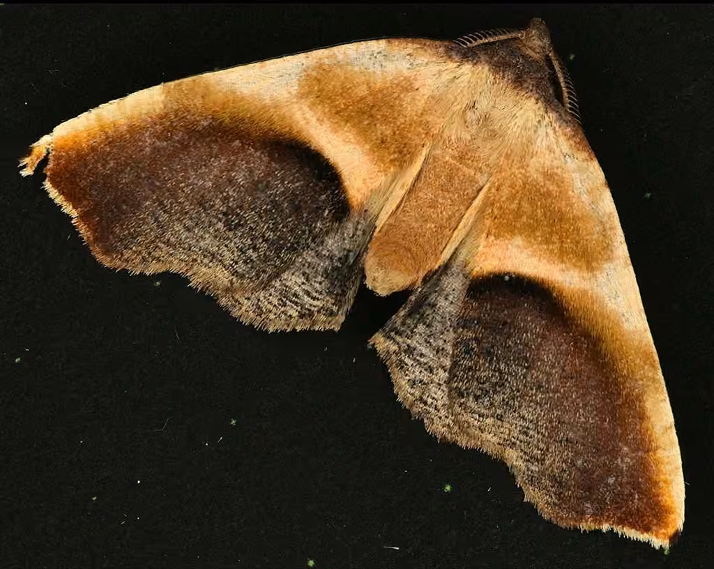 Purple Plagodis Moth, photo 3 sur 5