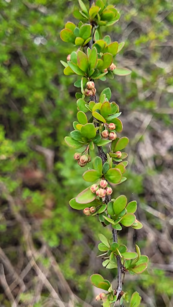 Japanese barberry, Flower buds