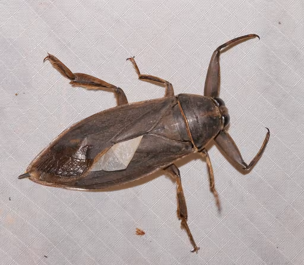 Bénacus gris