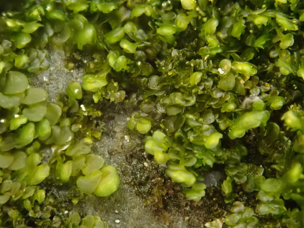 River Scalewort, photo 3 of 5