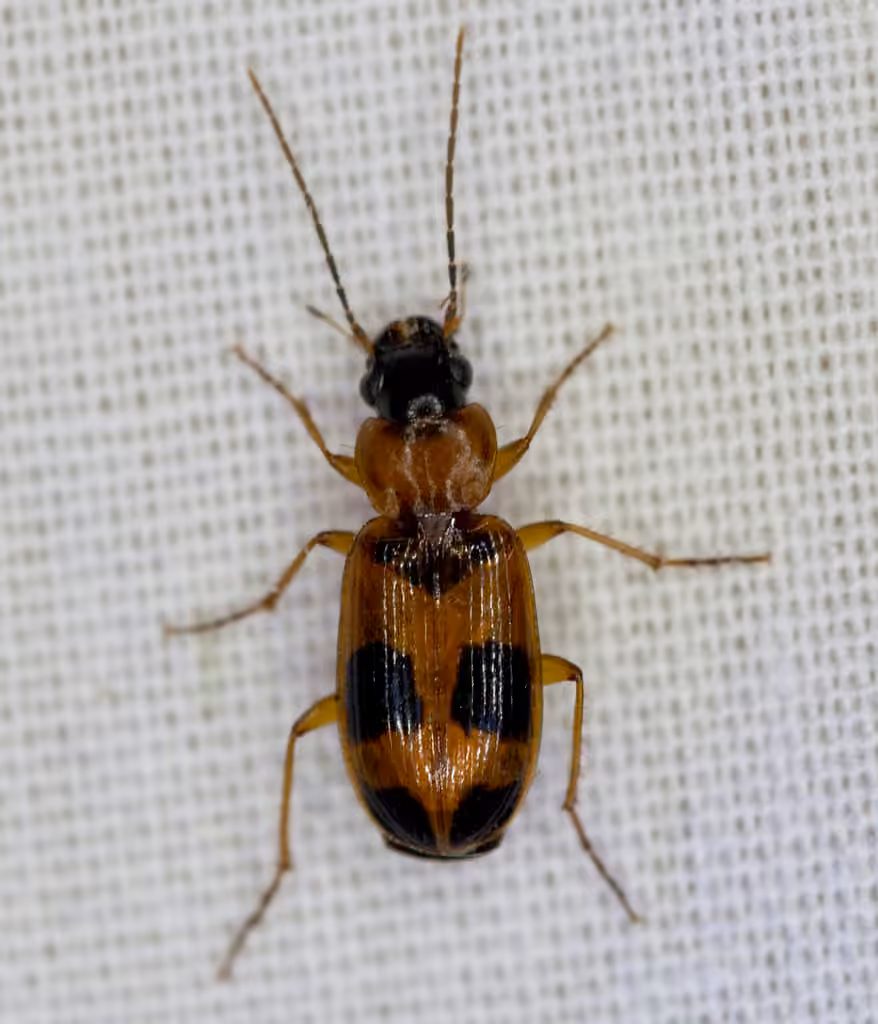 Red-black Spotted Beetle, Female