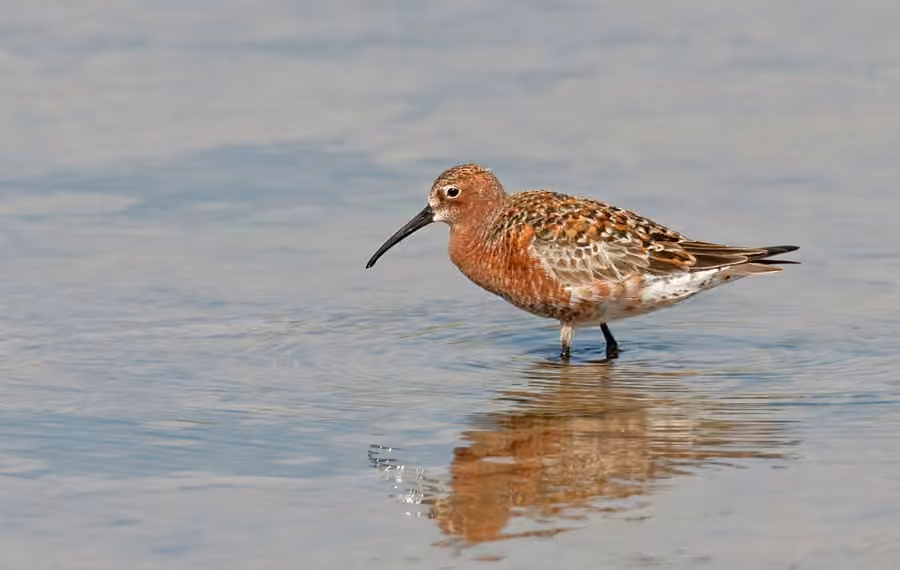 Curlew Sandpiper, photo 3 of 5