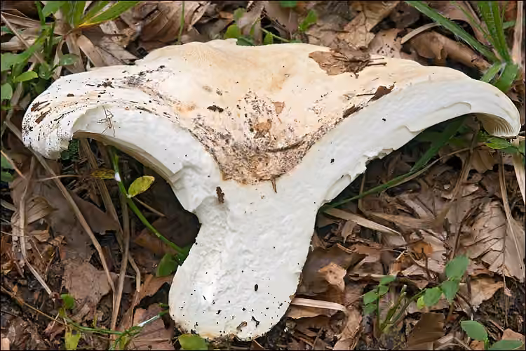 Fleecy Milkcap, photo 3 of 5