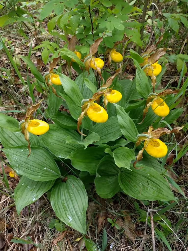 Lesser yellow lady's slipper