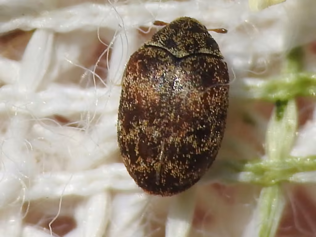 Chestnut Carpet Beetle, Adult