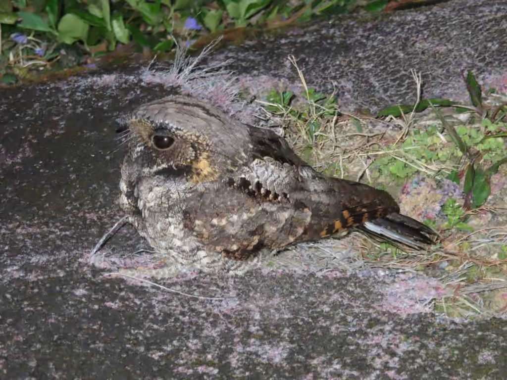Eastern Whip-poor-will, Male