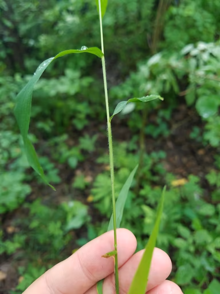 White cutgrass, photo 1 of 5