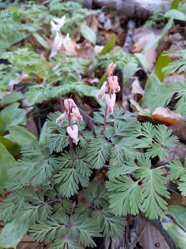 Squirrel corn, Flower buds