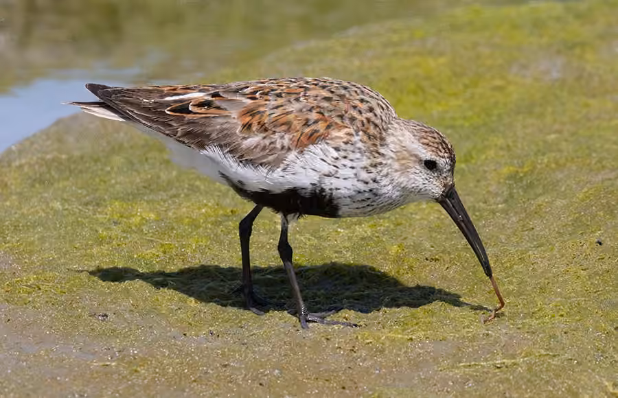 Dunlin, photo 3 of 5