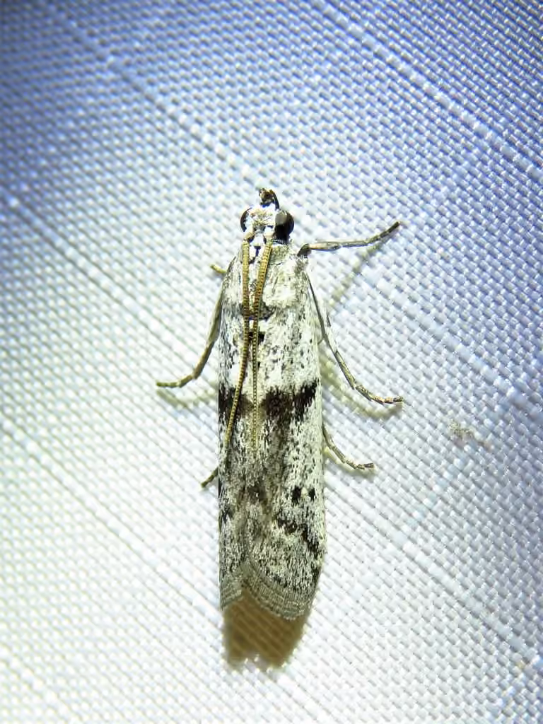 Black-banded Homoeosoma Moth, Adulte