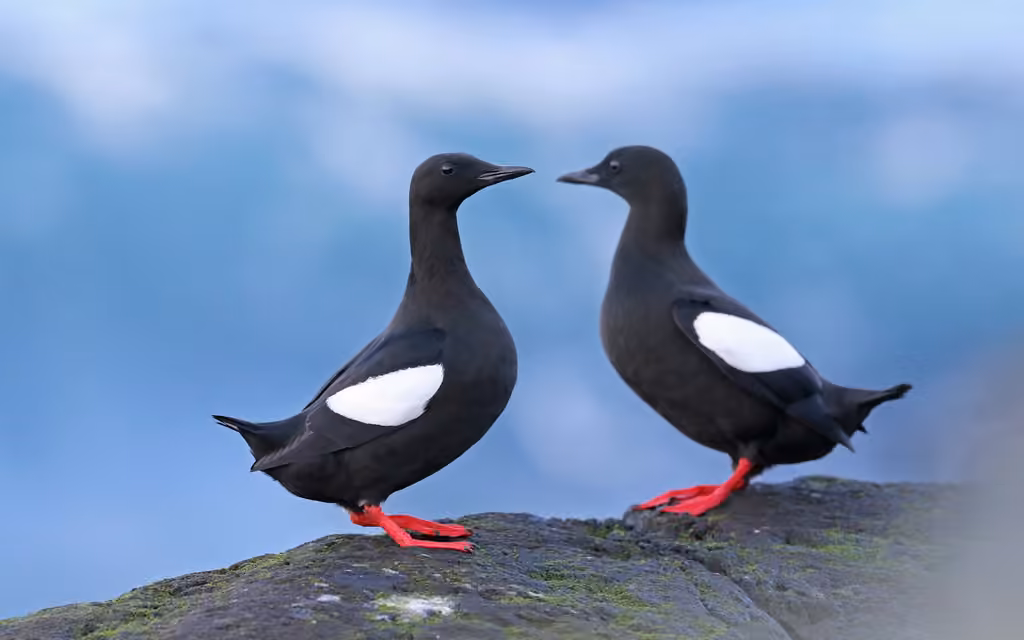 Guillemot à miroir