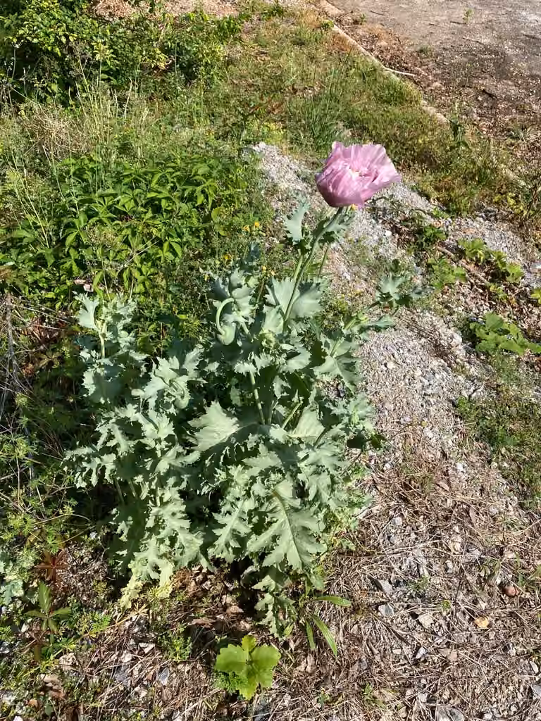 Pavot à opium, En fleurs